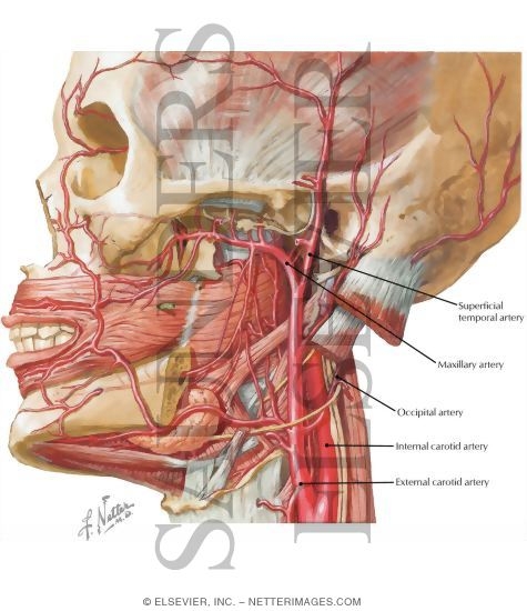 Vascular Supply Of The Lips And Cheek