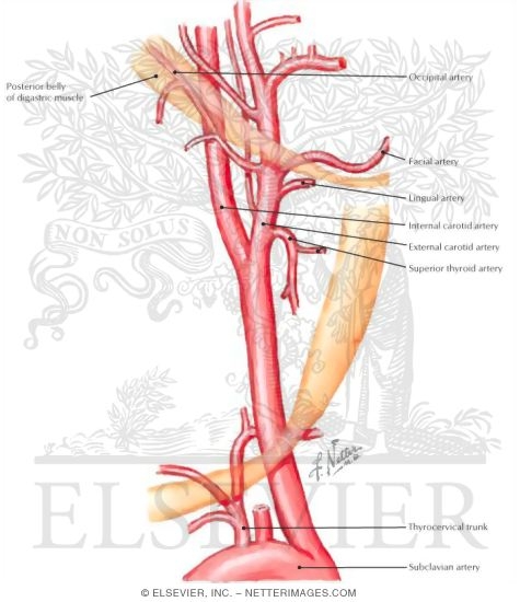 Watermarked preview of labeled image: Arterial Supply of the Inner Ear