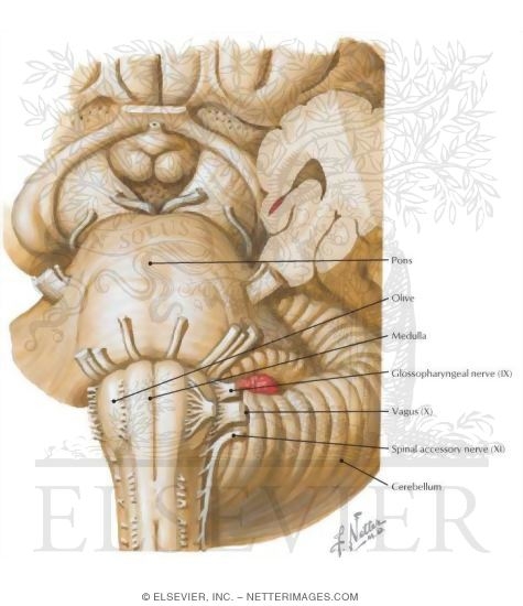 Watermarked preview of labeled image: Brainstem