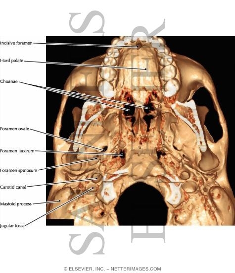 Watermarked preview of labeled image: Skull: Basal View