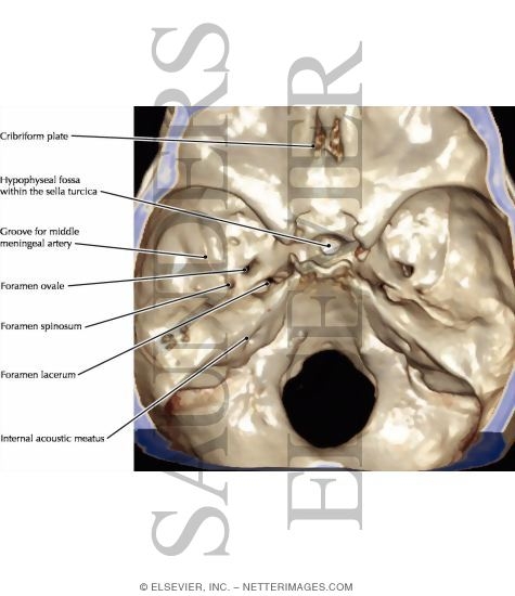 Skull: Interior View