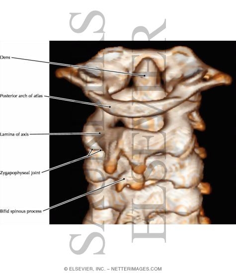 Cervical Spine, Posterior View