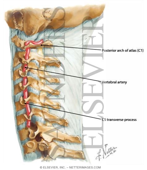 Vertebral Artery, Neck
