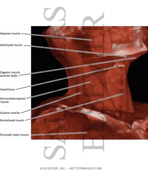 Watermarked preview of labeled image: Neck Muscles, Lateral View