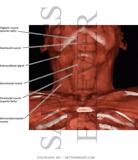 Neck Muscles, Anterior View