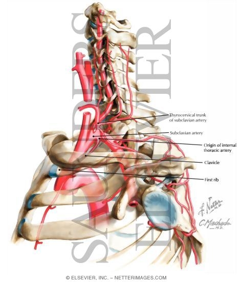thyrocervical trunk