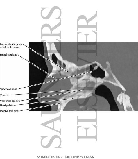 Nasal Septum, Components