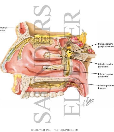 Watermarked preview of labeled image: Pterygopalatine Fossa