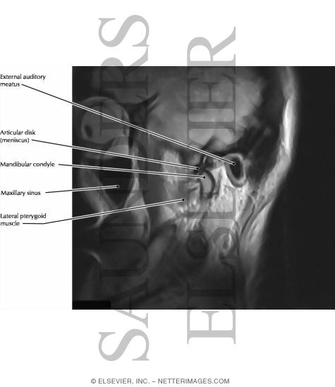 Temporomandibular Joint