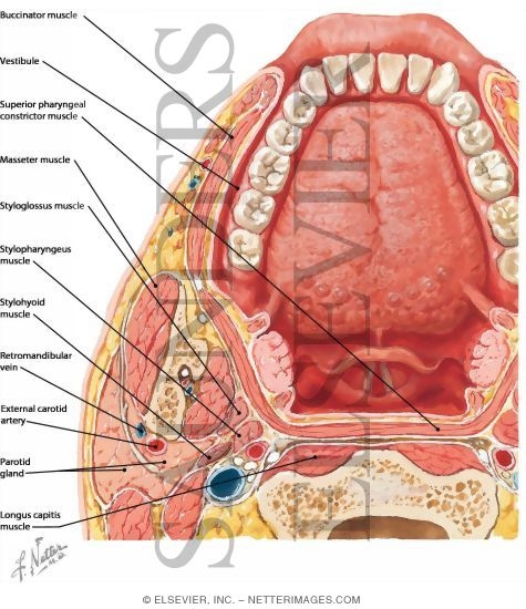 Tongue and Oral Cavity