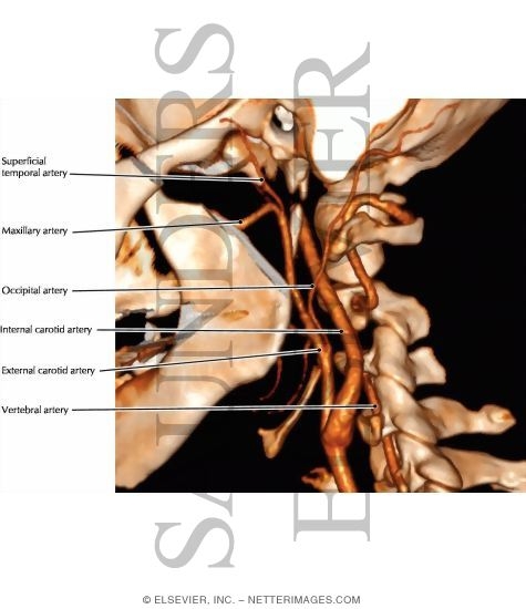 Carotid Arteries In the Neck