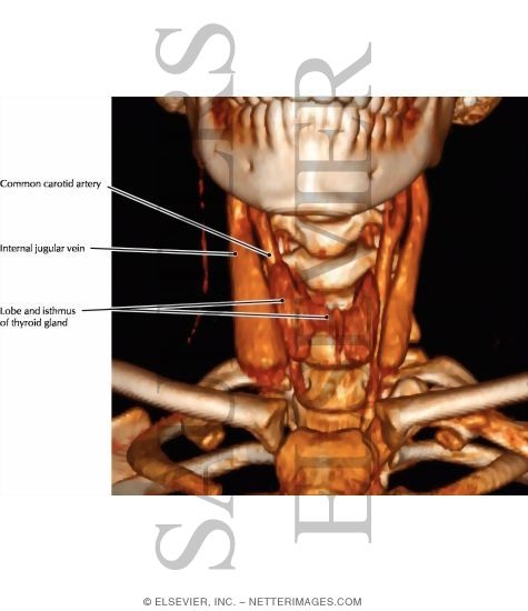 Watermarked preview of labeled image: Thyroid Gland and Major Neck Muscles