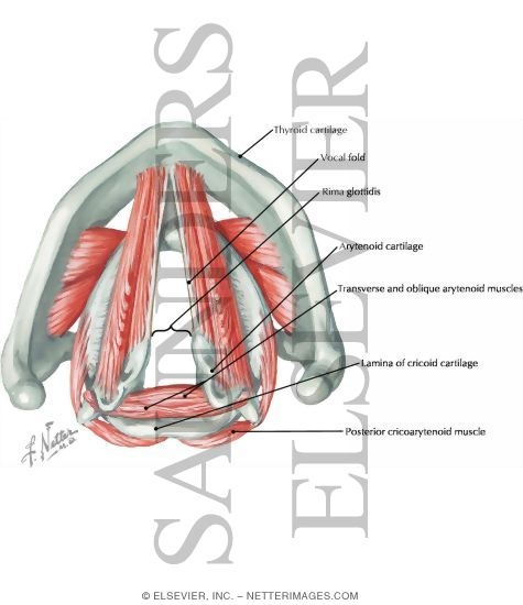 Watermarked preview of labeled image: Larynx