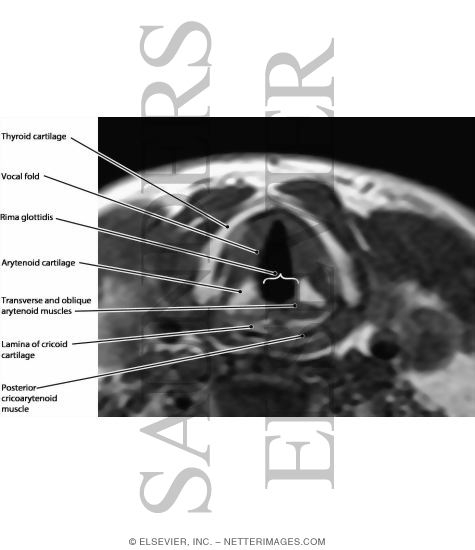 Larynx