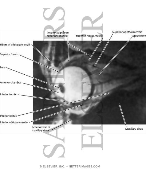 Orbit, Lateral View