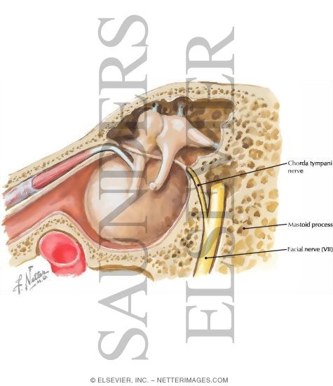 Tympanic Cavity (Middle Ear)