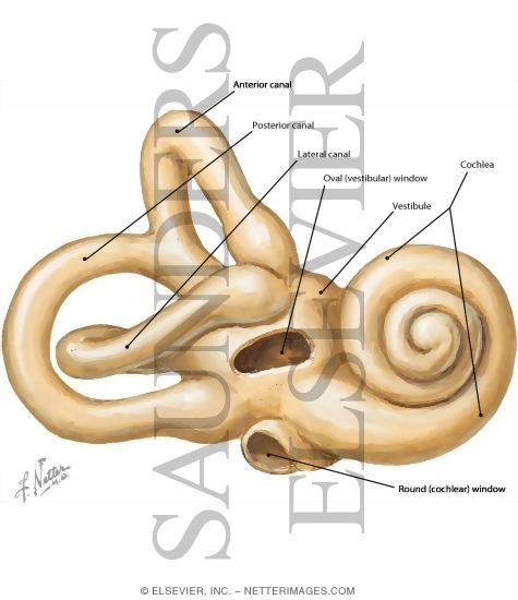Watermarked preview of labeled image: Bony Labyrinth