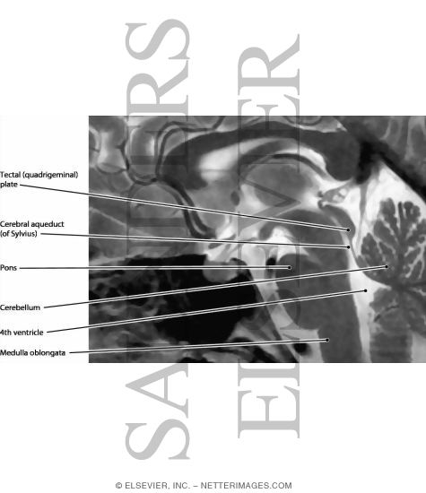 Brainstem, Midsagittal View