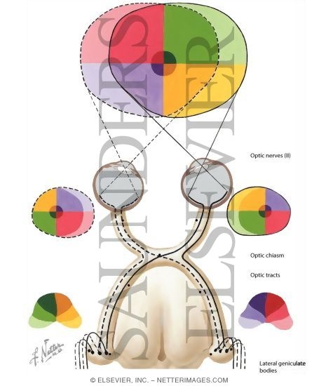 Optic Pathway