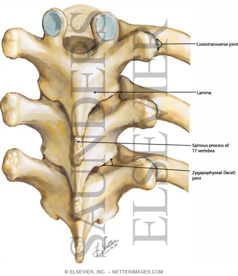 Thoracic Spine