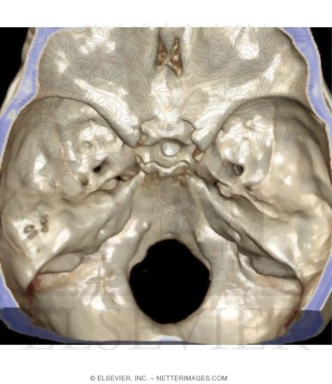Skull: Interior View