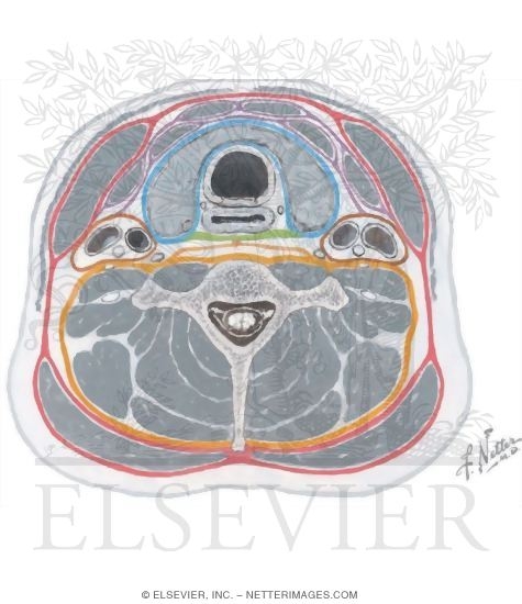 Watermarked preview of unlabeled image: Neck, Axial Section at Thyroid Gland