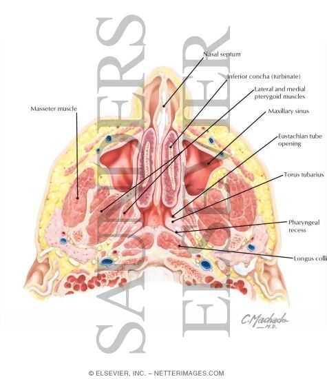 Nose and Paranasal Sinuses: Cross Section