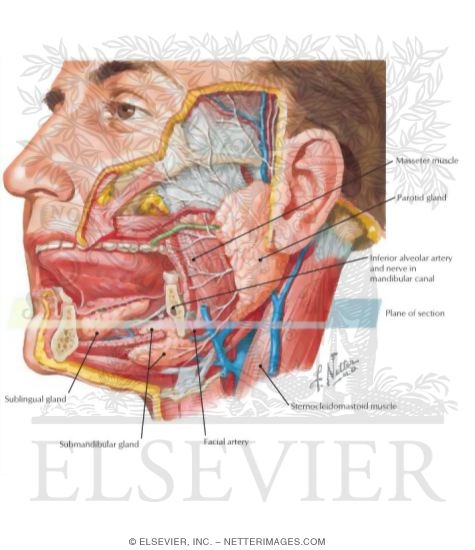 Salivary Glands