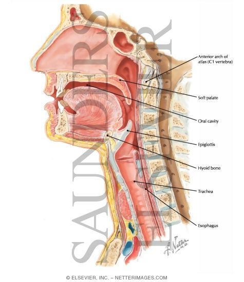 Watermarked preview of labeled image: Pharynx: Median Section