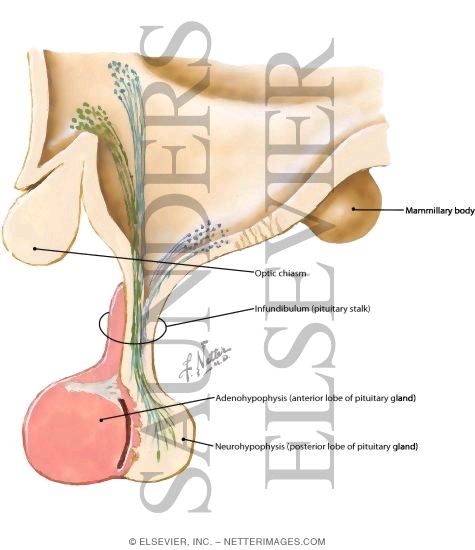 Pituitary Gland