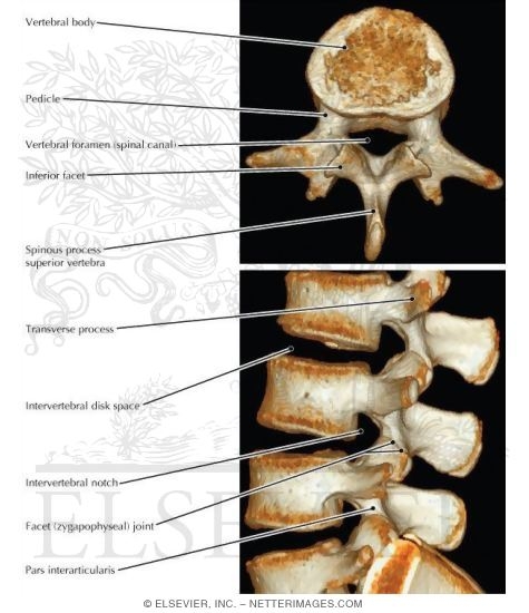 Lumbar Vertebrae