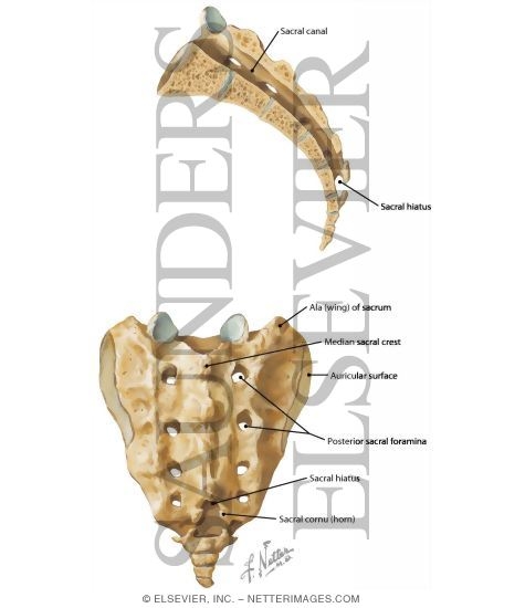 Sacrum