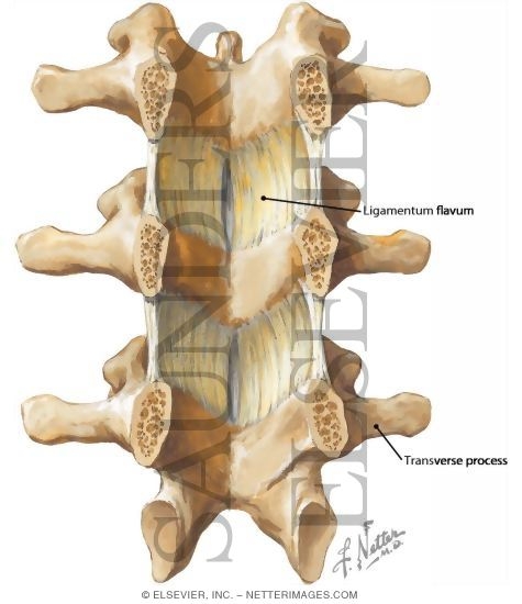 Ligamentum Flavum