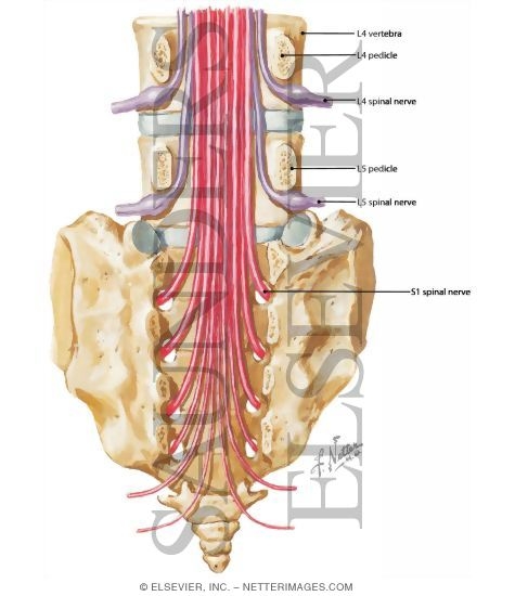 Spinal Nerves, Lumbar