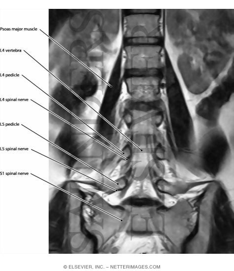 Spinal Nerves, Lumbar