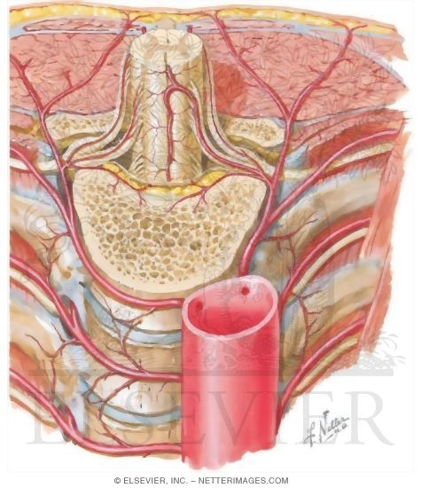 Intercostal Vessels and Nerves, Posterior