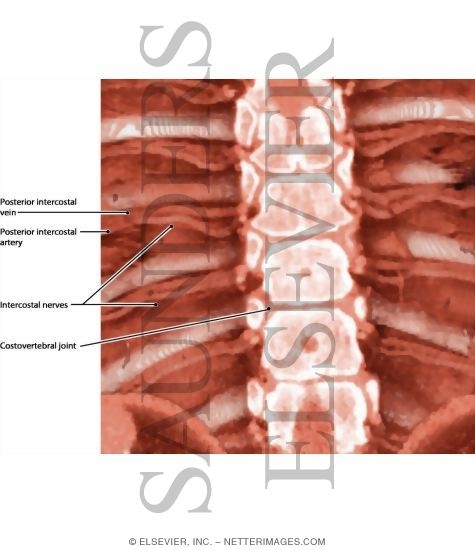 Intercostal Vessels and Nerves, Posterior