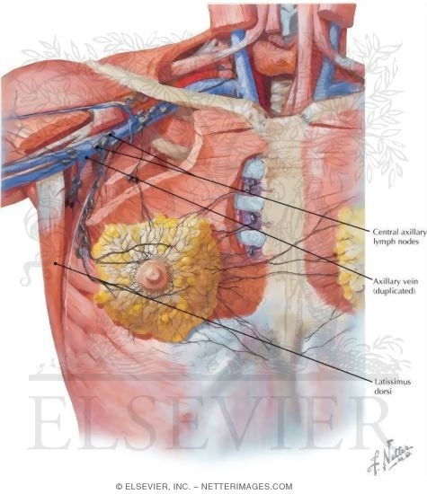 Lymph Vessels and Nodes of Mammary Gland
Lymphatic Drainage