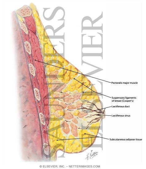 Watermarked preview of labeled image: Breast: Lateral View