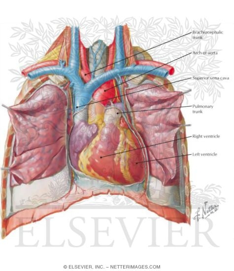 Heart: Anterior Exposure
Position of the Heart-Right Ventricle Anterior