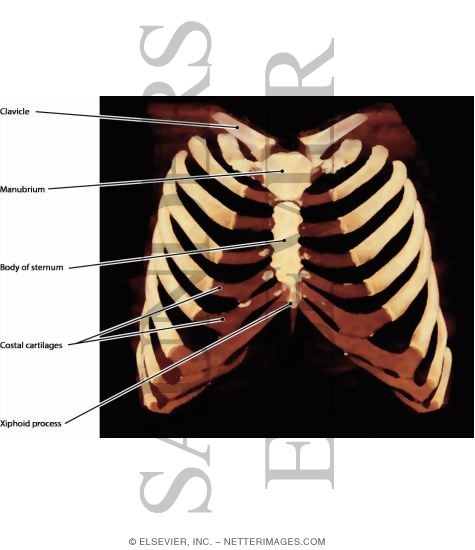 Anterior Chest Wall