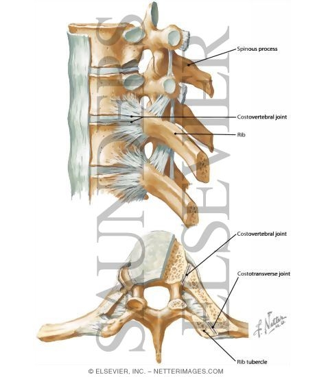 Costovertebral and Costotransverse Joints