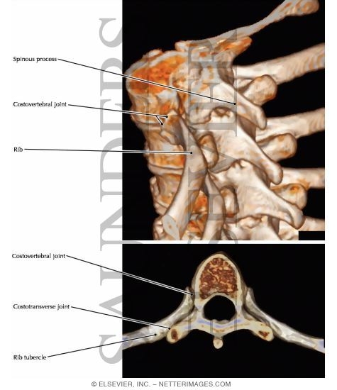 Costovertebral and Costotransverse Joints