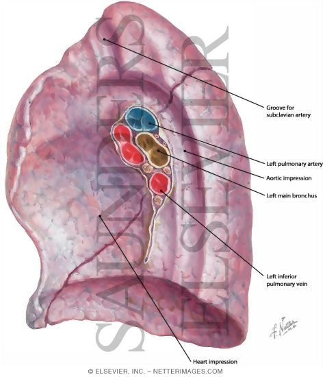 Right Lung, Medial View