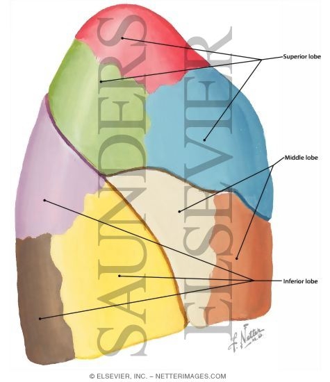 Right Lung, Lateral View