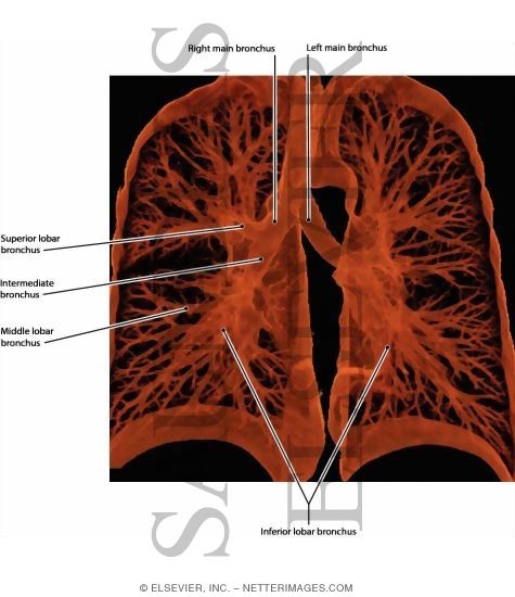 Lung, Segmental Bronchi