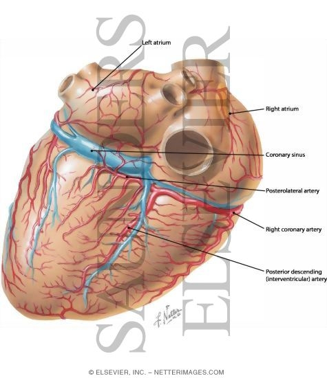 heart anatomy posterior