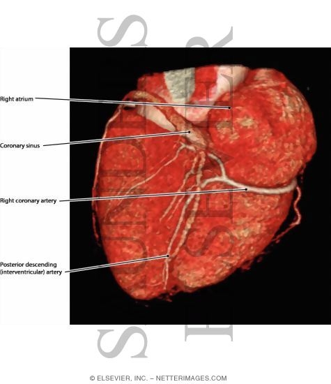 Heart, Posterior View
