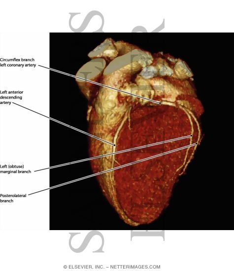 Coronary Vessels, Ante...