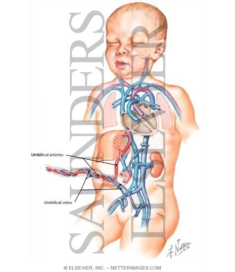Umbilical Cord
